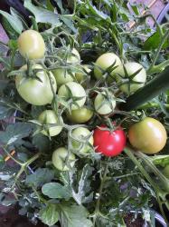 Ampeltomate "Shimofuri"