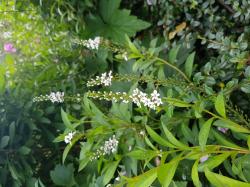 Schneefelberich, Bienenmagnet Schneefelberich, Bienenmagnet