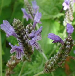 Kanarischer Lavendel Kanarischer Lavendel