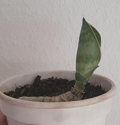 Bogenhanf/Schwiegermutterzunge Bogenhanf/Schwiegermutterzunge