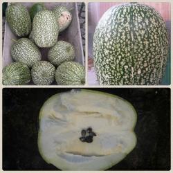 Kürbis - Feigenblattkürbis Siamkürbis Kürbis - Feigenblattkürbis Siamkürbis