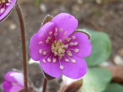 Leberblümchen, rosa, ca. 20 Samen Leberblümchen, rosa, ca. 20 Samen