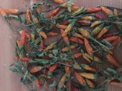 Chili Piri-Piri „Birdeye Schärfegrad 9 Chili Piri-Piri „Birdeye Schärfegrad 9