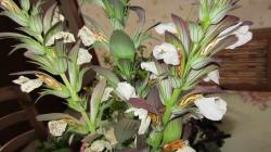 Acanthus Bärenklau Acanthus Bärenklau