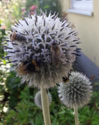 Kugeldistel weiss Kugeldistel weiss