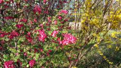 Weigelie Weigelie