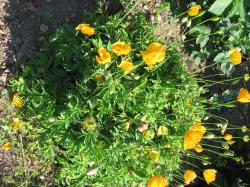 Gelber Scheinmohn Gelber Scheinmohn