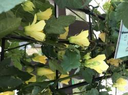 Abutilon - Schönmalve - 15 Samen Abutilon - Schönmalve - 15 Samen