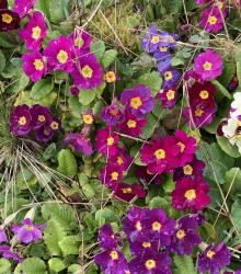 Kissenprimeln rosa-lila Kissenprimeln rosa-lila