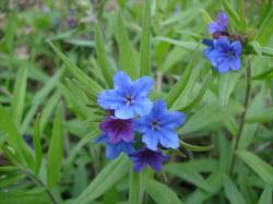 Steinsame, blau-roter Steinsame, blau-roter