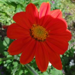Mexikanische Sonnenblume Mexikanische Sonnenblume