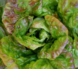 "Baquieu" Wintersalat / Rarität! "Baquieu" Wintersalat / Rarität!