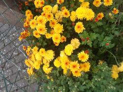 Vreneli /gelbeChrysantheme winterhart Vreneli /gelbeChrysantheme winterhart