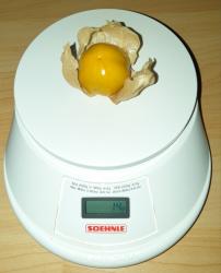 Physalis Dicke Bea Physalis Dicke Bea