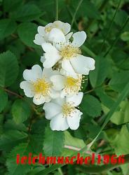 Rosa Multiflora Steckhölzer Rosa Multiflora Steckhölzer