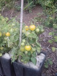 Tomate Yellow Canary