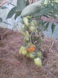 Tomate Roma Tomate Roma