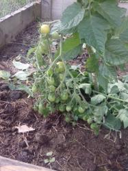 Tomate Gelbe Cherry Tomate Gelbe Cherry