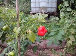 Glockenpaprika rot Glockenpaprika rot