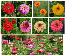 Zinnien Mix, 50 Samen Zinnien Mix, 50 Samen