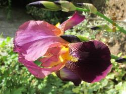 Iris indian chief Iris indian chief