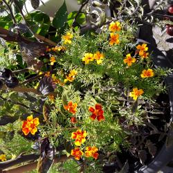 Gewürztagetes Mix orange und gelb Gewürztagetes Mix orange und gelb
