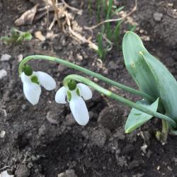 Schneeglöckchen - Galanthus elwesii Schneeglöckchen - Galanthus elwesii