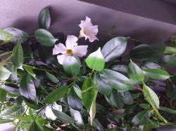 Dipladenia weiß Dipladenia weiß