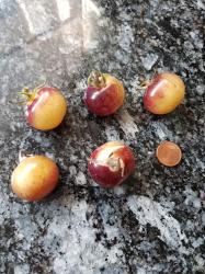 Tomate Antho White Cherry Tomate Antho White Cherry
