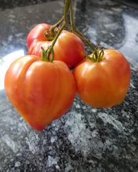 Ochsenherz-Tomate Orange Russian Ochsenherz-Tomate Orange Russian