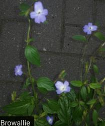 Browallia americana Browallia americana