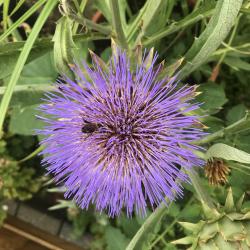 Artischocke (Cynara scolymus) - Samen Artischocke (Cynara scolymus) - Samen