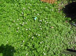 Bodendecker Lippia Bodendecker Lippia