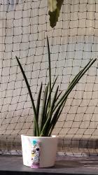 Sanseveria Sanseveria