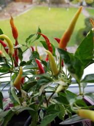 Panaschierter Chili "SHU" Panaschierter Chili "SHU"