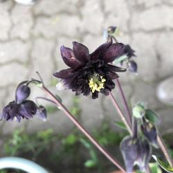 Akelei Black Barlow - schwarze Akelei Akelei Black Barlow - schwarze Akelei