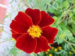 Linné-Tagetes Linné-Tagetes