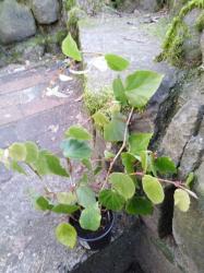 Begonia solanthanera Begonia solanthanera
