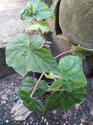 Begonia cuculifera Begonia cuculifera