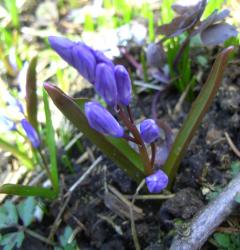 Blausternchen Blausternchen