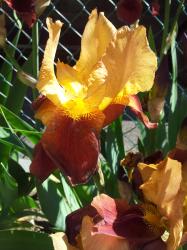 Iris, Guy Luron Iris, Guy Luron