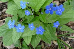 blaues Gedenkemein blaues Gedenkemein