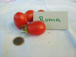 Tomatensamen "Roma" Tomatensamen "Roma"