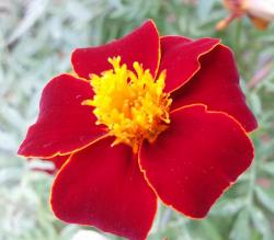 Tagetes - rot mit Goldrand Tagetes - rot mit Goldrand