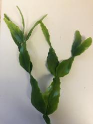 Rhipsalis crispata - Kakteen/Sukkulenten Rhipsalis crispata - Kakteen/Sukkulenten