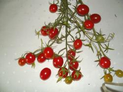 Tomatensamen "Datterini" 15 Samen Tomatensamen "Datterini" 15 Samen