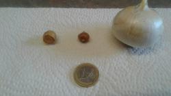 Elefantenknoblauch Elefantenknoblauch