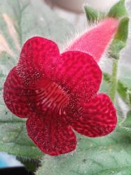 Kohleria "Strawberry fields" Kohleria "Strawberry fields"