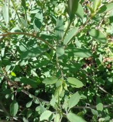 Quillquina, Bolivianischer Koriander Quillquina, Bolivianischer Koriander