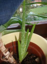 Aloe Vera Aloe Vera